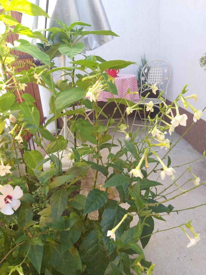 فيلا تولتشيافي Casa Calin المظهر الخارجي الصورة